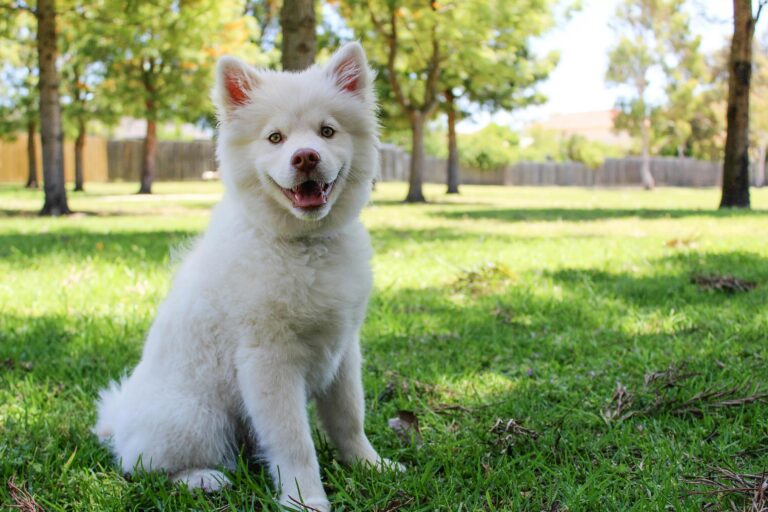 How Mobile Grooming Ensures the Health and Happiness of Your Pet