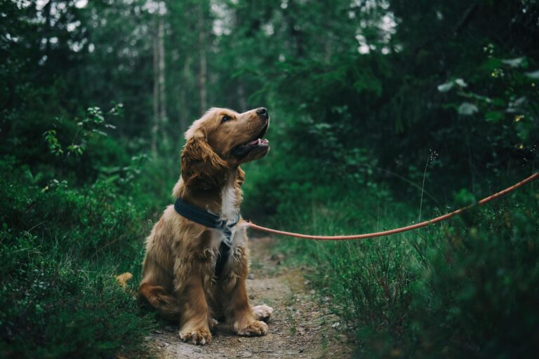 How to Prepare Your Pet for Their First Mobile Grooming Appointment