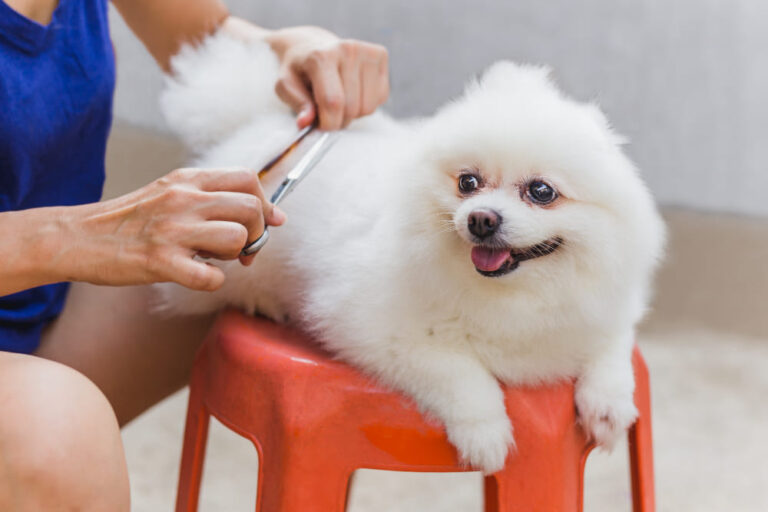 4 Signs That Indicate It Is Time to Visit a Dog Grooming Company