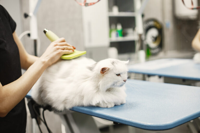 Mobile Cat Grooming Guide A Complete Guide For Begginer