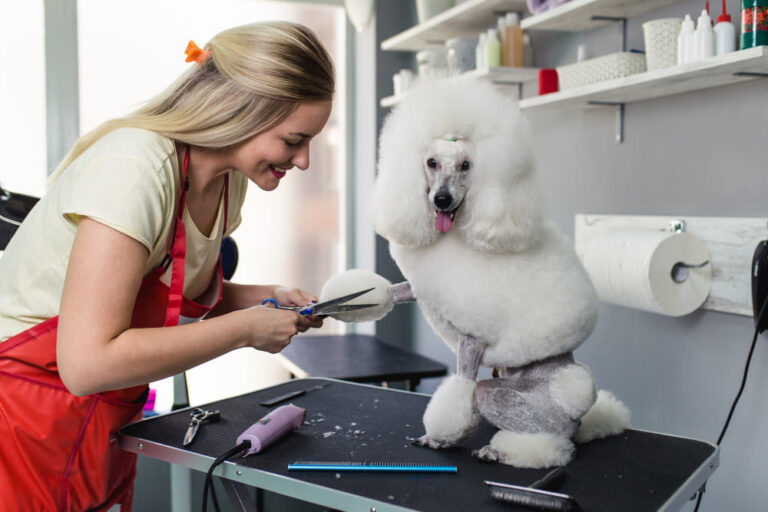 Professional Mobile Dog Grooming for First-Time Dog Owners