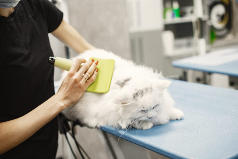 Top 5 Benefits of Choosing Mobile Cat Grooming