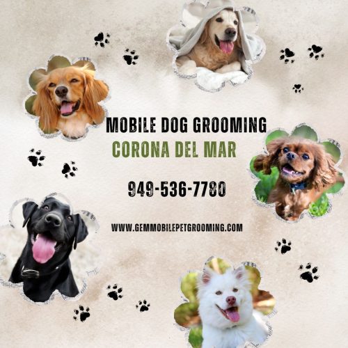 Mobile_Dog_Grooming_Corona_del_mar